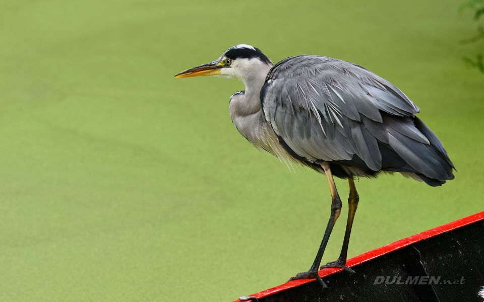Grey heron (Ardea cinerea)